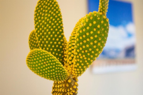 Cactus 1 image 7